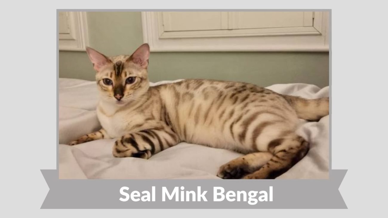Seal Mink Bengal