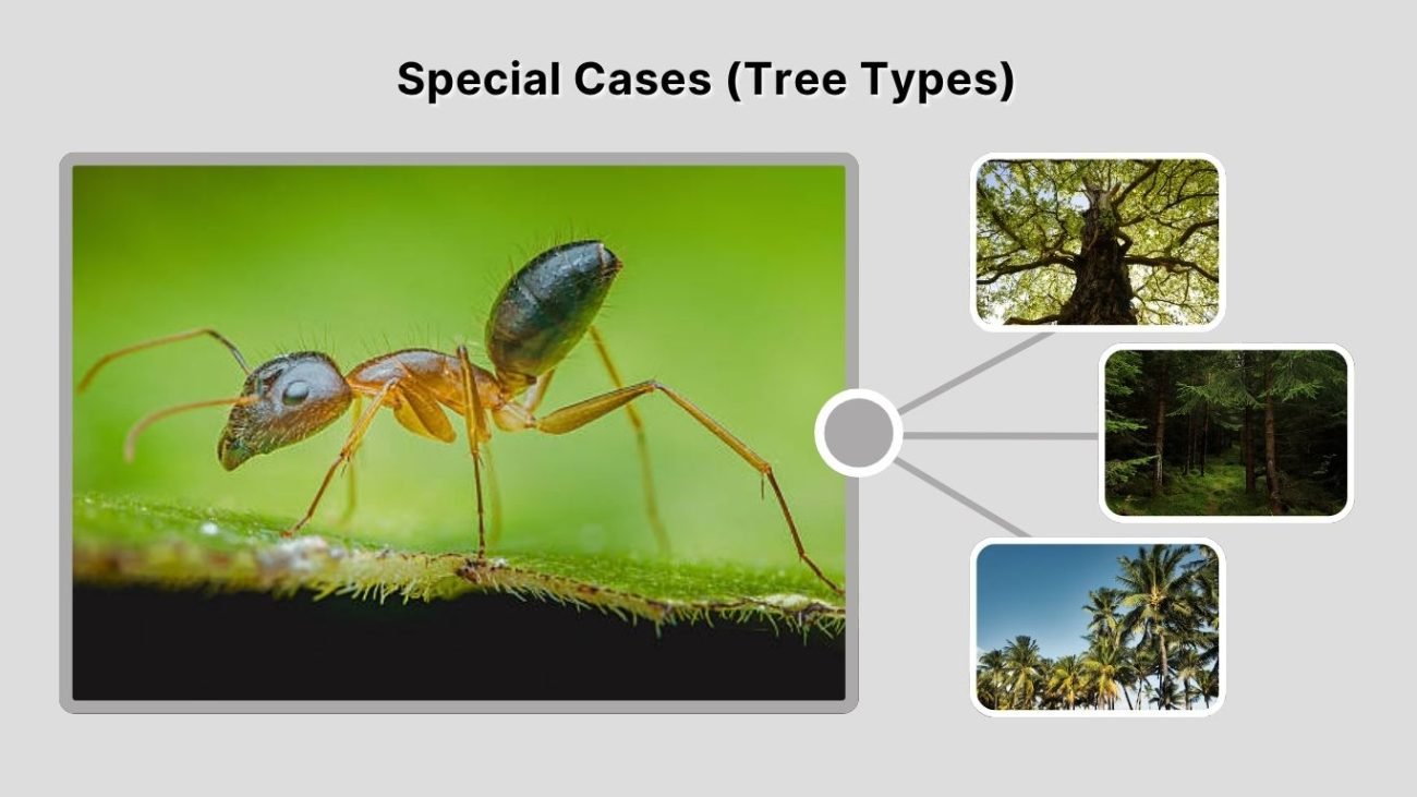 Special Cases (Tree Types)