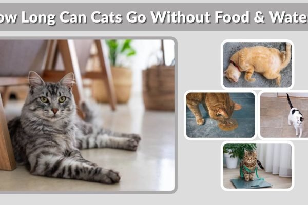 How Long Can Cats Go Without Food & Water? 