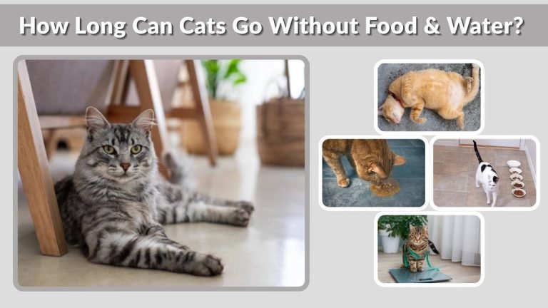 How Long Can Cats Go Without Food & Water? 