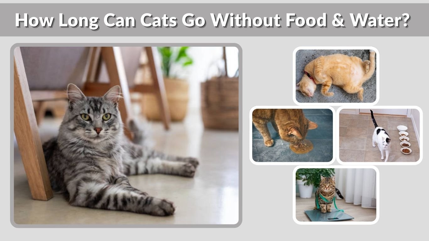 How Long Can Cats Go Without Food & Water? 