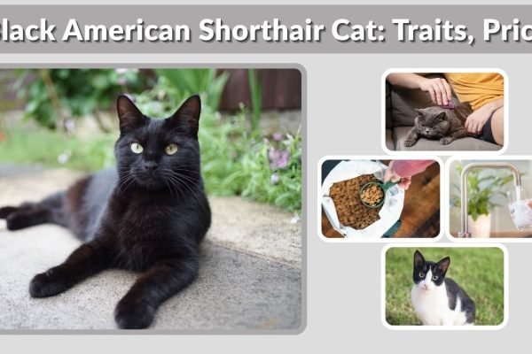 Black American Shorthair Cat: Traits, Price, Personality & Care