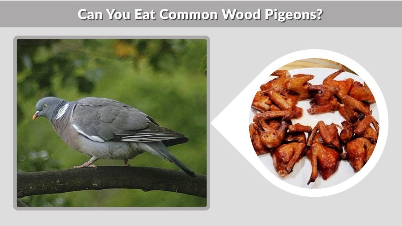 Can You Eat Common Wood Pigeons?
