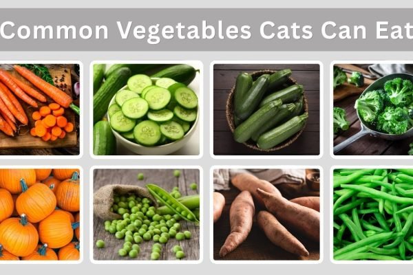 10 Common Vegetables Cats Can Eat Safely