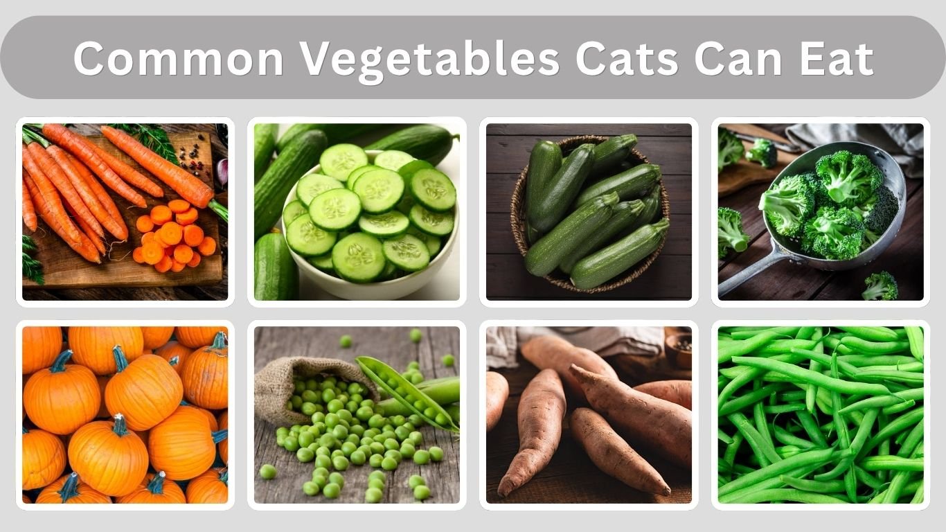 10 Common Vegetables Cats Can Eat Safely
