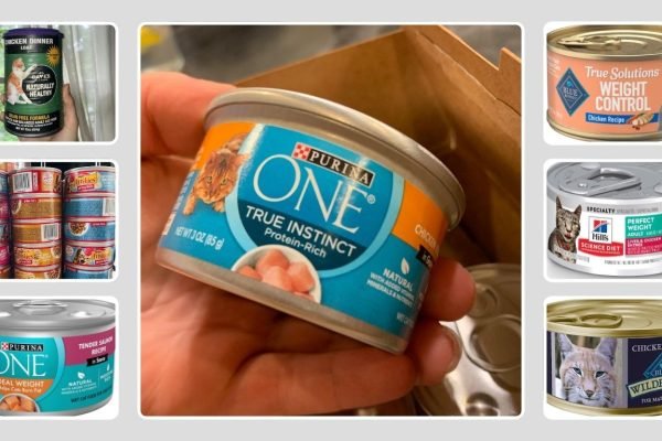 13 Best Healthy Wet Cat Food in 2026 (Vet-Recommended Picks)