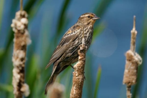 Female Red-Winged Blackbird: Identification, Differences, and Behavior Guide
