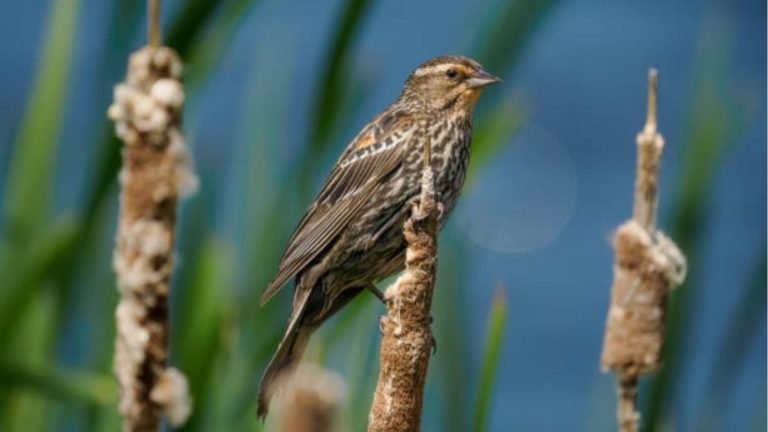 Female Red-Winged Blackbird: Identification, Differences, and Behavior Guide