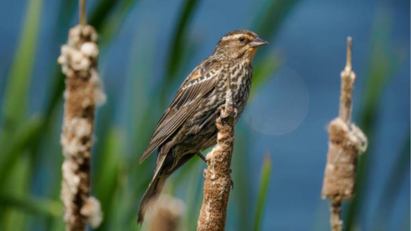 Female Red-Winged Blackbird: Identification, Differences, and Behavior Guide