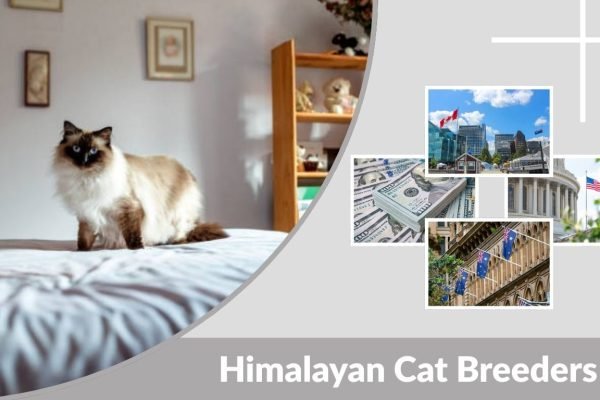 Himalayan Cat Breeders: How to Find the Best Near You
