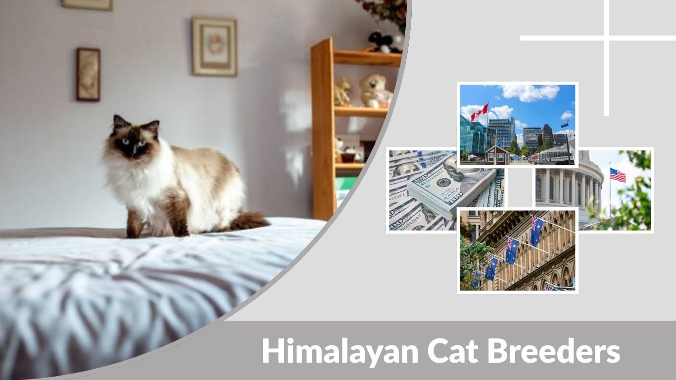Himalayan Cat Breeders: How to Find the Best Near You