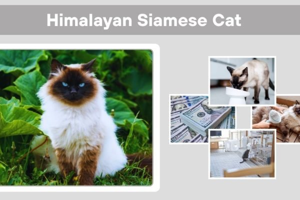 Himalayan Siamese Cat: Personality, Care, and Health