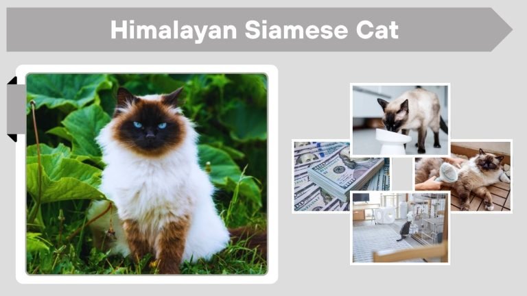 Himalayan Siamese Cat: Personality, Care, and Health