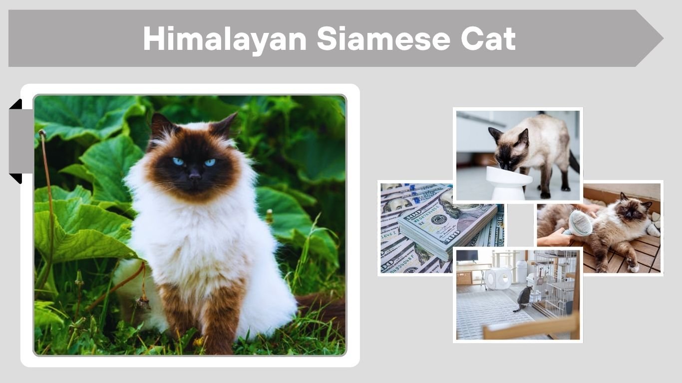 Himalayan Siamese Cat: Personality, Care, and Health