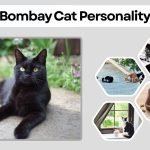 Bombay Cat Personality: Traits, Temperament, Behavior & Owner Guide