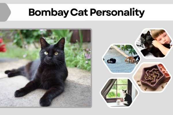 Bombay Cat Personality: Traits, Temperament, Behavior & Owner Guide