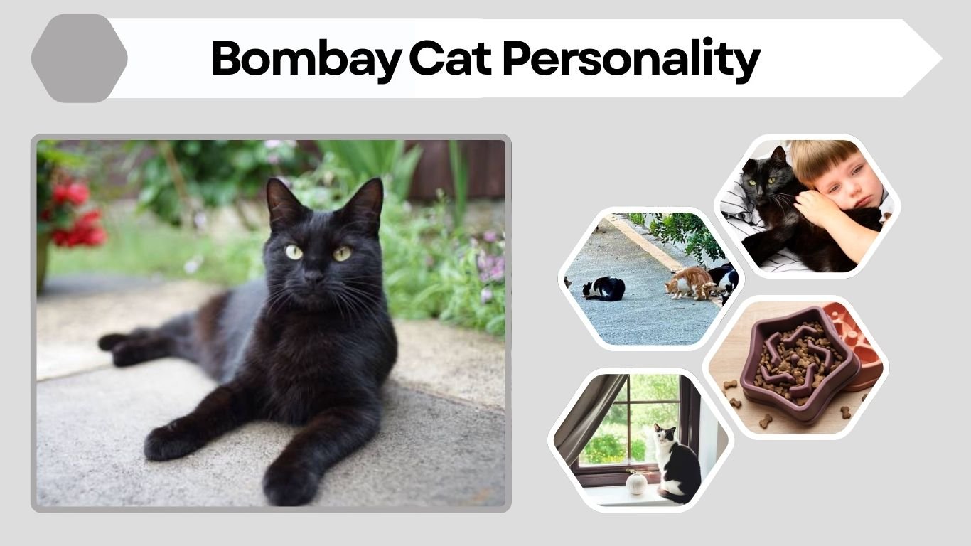 Bombay Cat Personality: Traits, Temperament, Behavior & Owner Guide