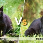 Bombay Cat vs Black Cat: Differences, Personality, Appearance & Care