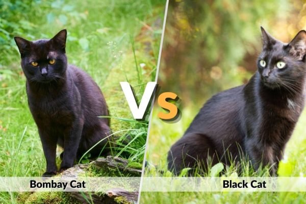 Bombay Cat vs Black Cat: Differences, Personality, Appearance & Care