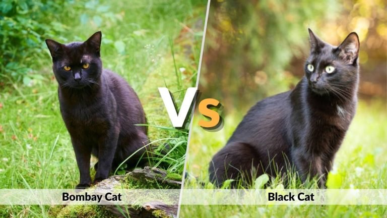 Bombay Cat vs Black Cat: Differences, Personality, Appearance & Care