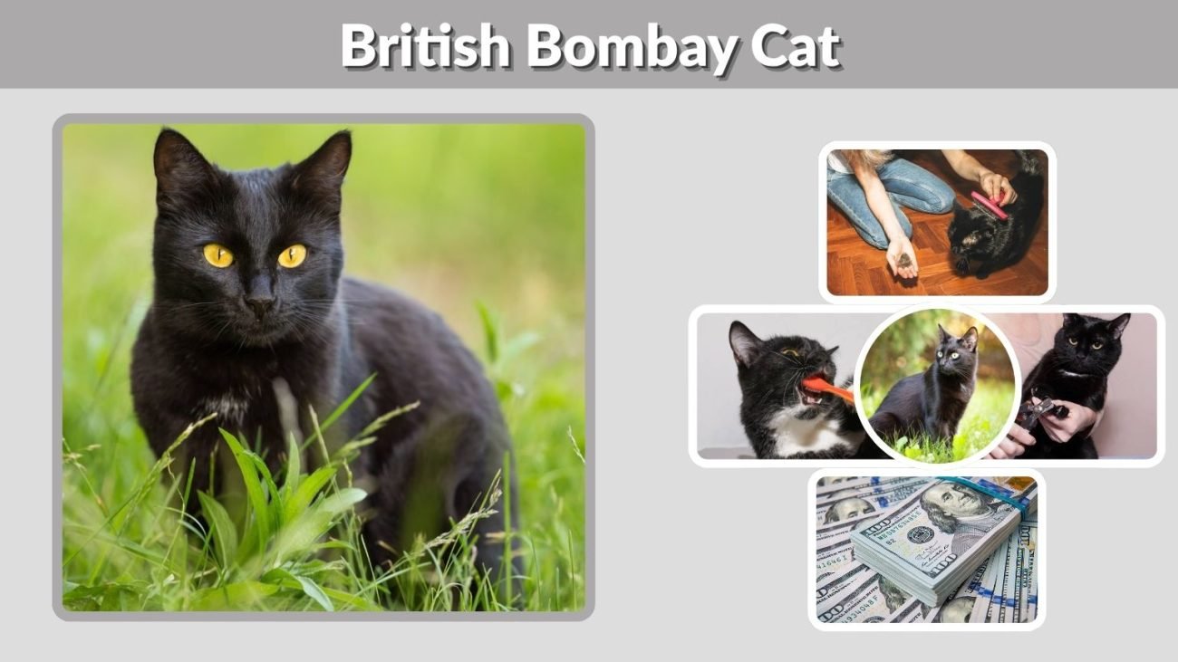 British Bombay Cat: Personality, Eyes, Price, Lifespan & Breed Guide