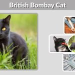 British Bombay Cat: Personality, Eyes, Price, Lifespan & Breed Guide