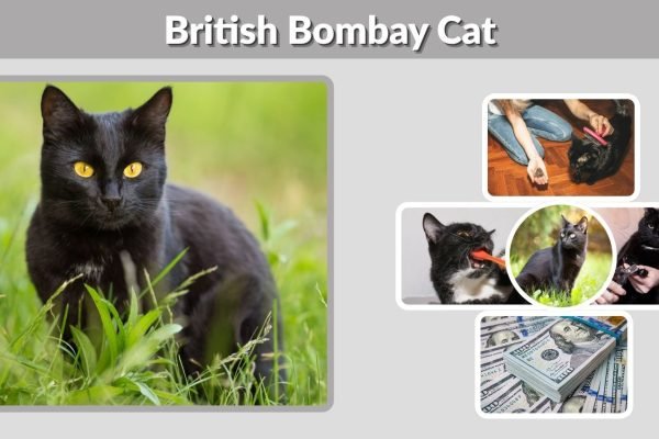 British Bombay Cat: Personality, Eyes, Price, Lifespan & Breed Guide