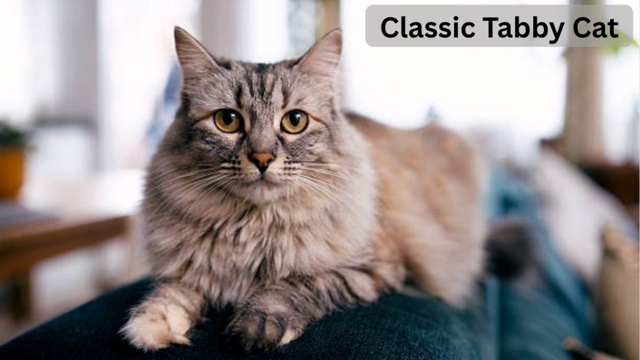 Classic Tabby Cat: Appearance, Personality, and Care