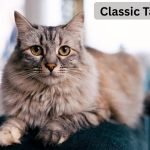 Classic Tabby Cat: Appearance, Personality, and Care