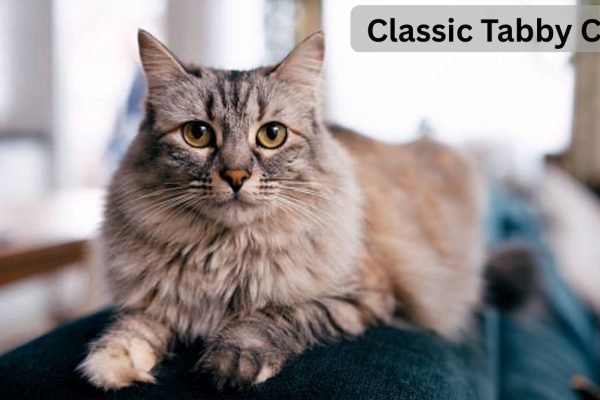 Classic Tabby Cat: Appearance, Personality, and Care