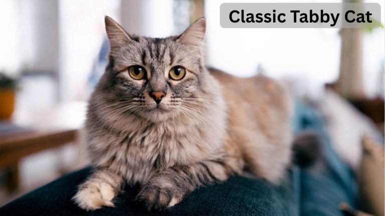 Classic Tabby Cat: Appearance, Personality, and Care