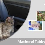 Mackerel Tabby Cat Personality, Lifespan, Health and Care Tips