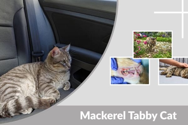 Mackerel Tabby Cat Personality, Lifespan, Health and Care Tips
