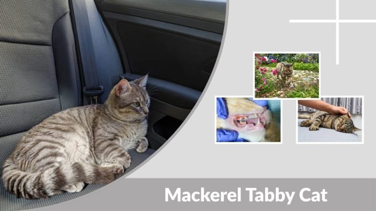 Mackerel Tabby Cat Personality, Lifespan, Health and Care Tips