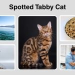 Spotted Tabby Cat Personality, Colors, and Care