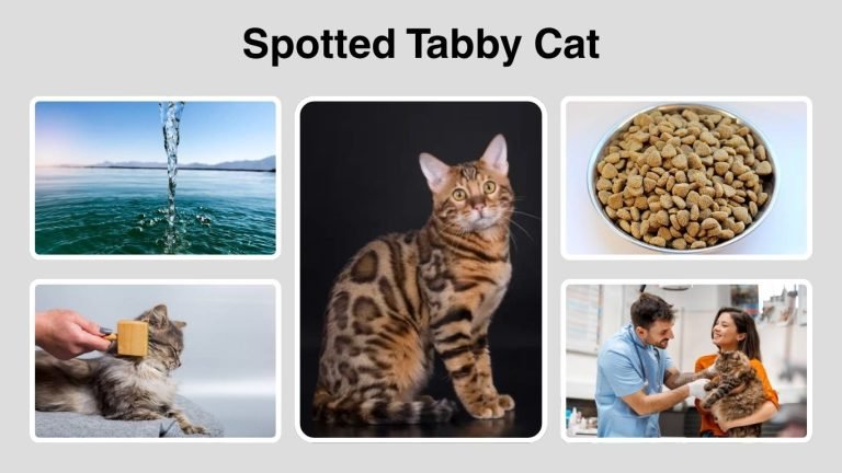Spotted Tabby Cat Personality, Colors, and Care