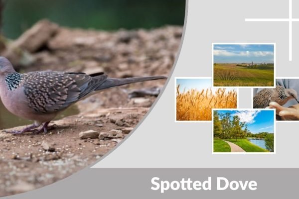 Spotted Dove: Identification, Diet, Habitat & Behavior Guide