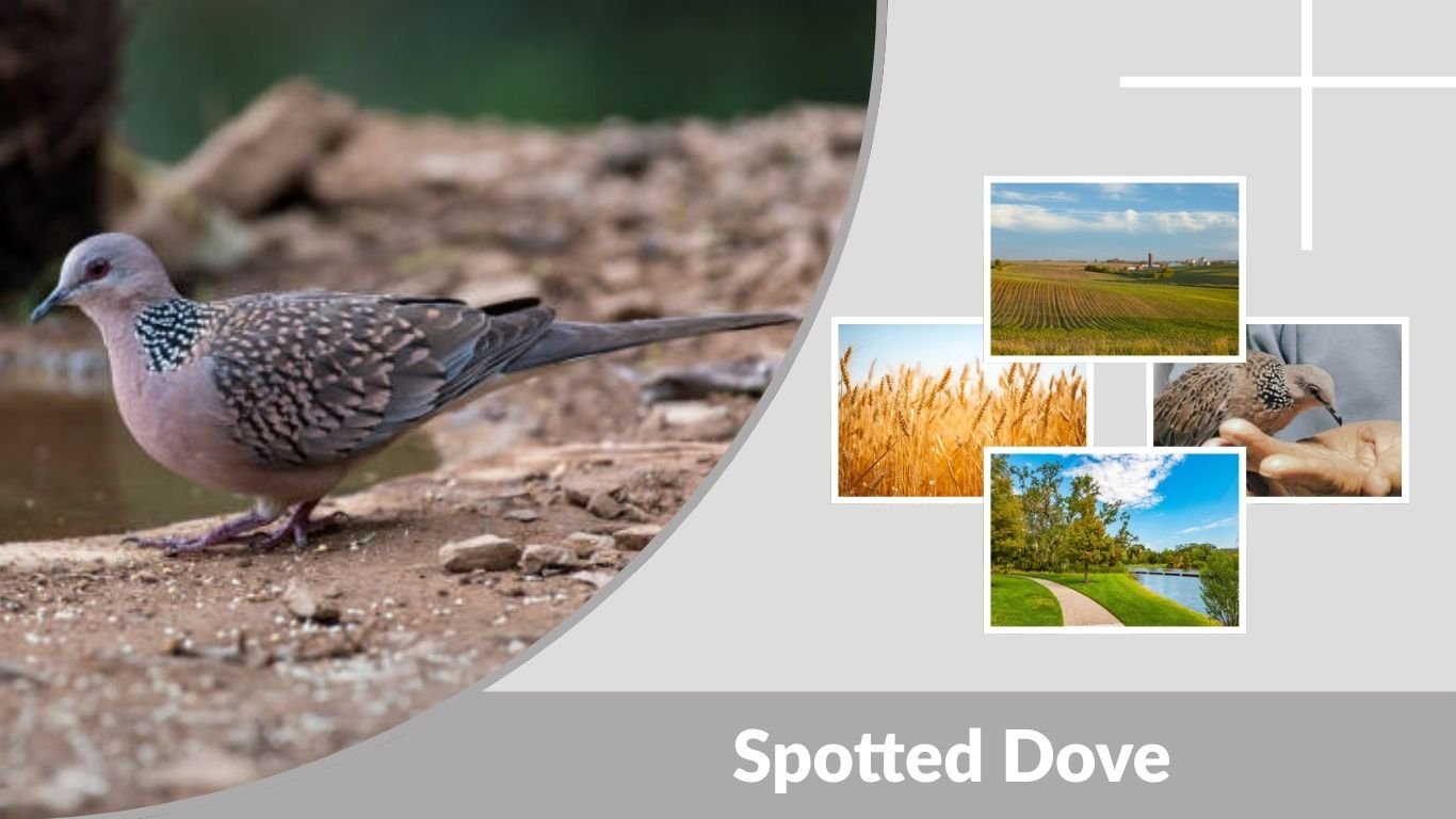 Spotted Dove: Identification, Diet, Habitat & Behavior Guide