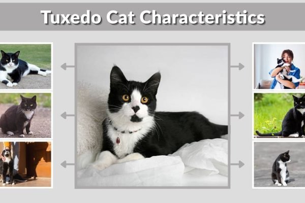 Tuxedo Cat Characteristics: Personality, Traits, and Myths