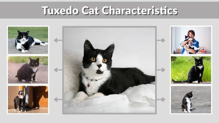 Tuxedo Cat Characteristics: Personality, Traits, and Myths