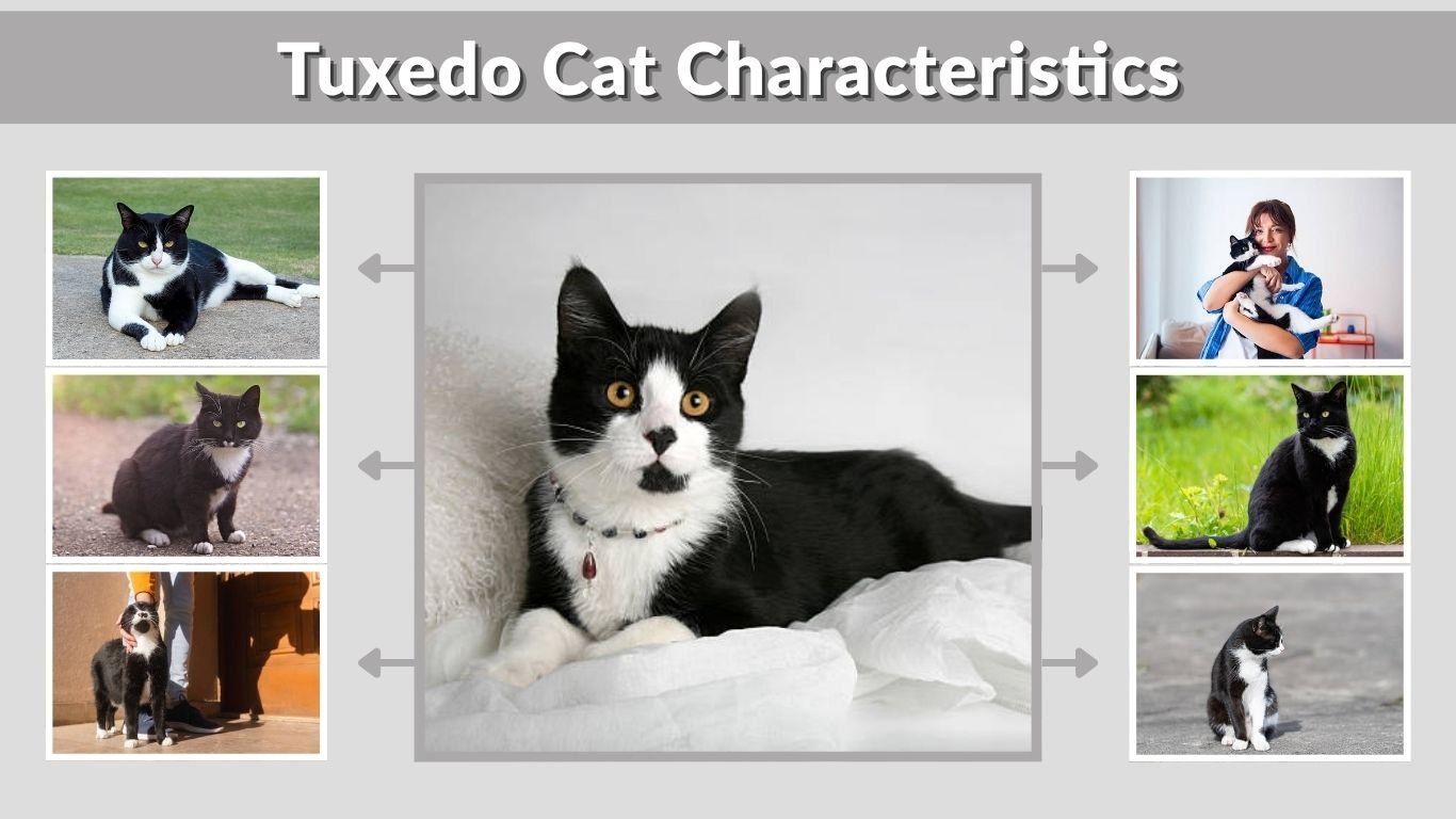Tuxedo Cat Characteristics: Personality, Traits, and Myths