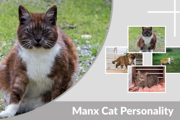 Manx Cat Personality: Traits, Types, and Common Issues