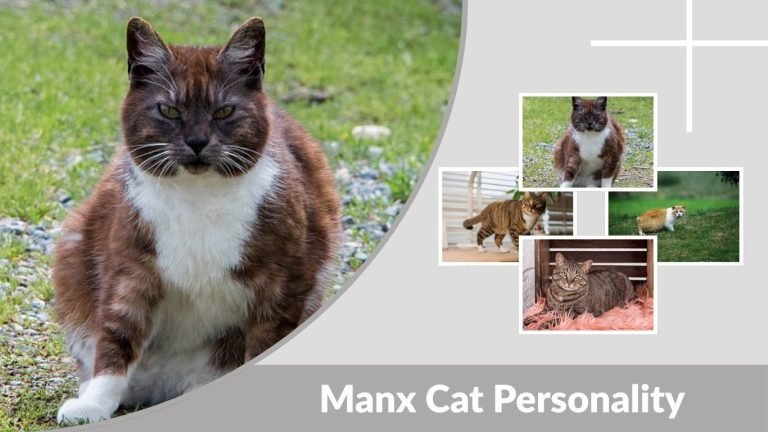 Manx Cat Personality: Traits, Types, and Common Issues