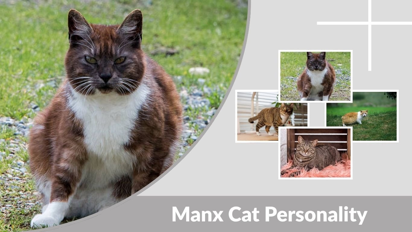 Manx Cat Personality: Traits, Types, and Common Issues