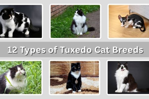12 Types of Tuxedo Cat Breeds: Identification With Pictures