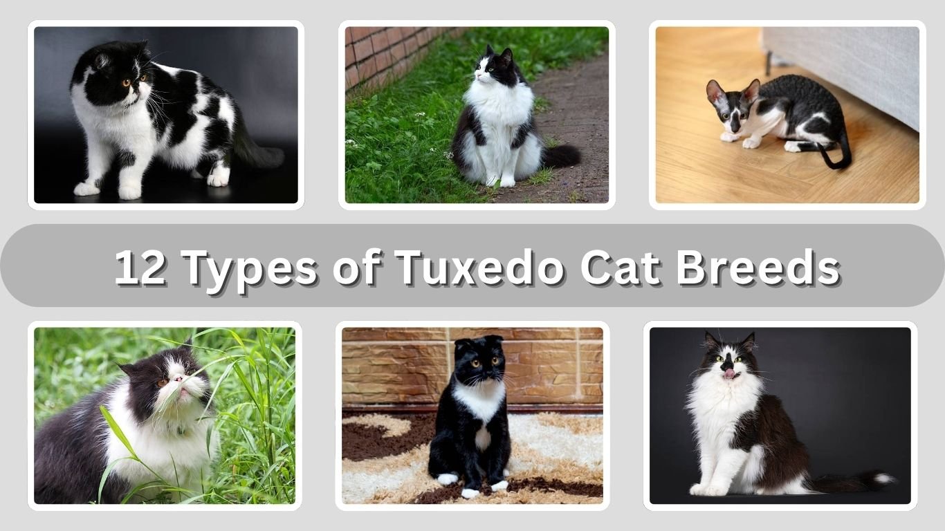 12 Types of Tuxedo Cat Breeds: Identification With Pictures