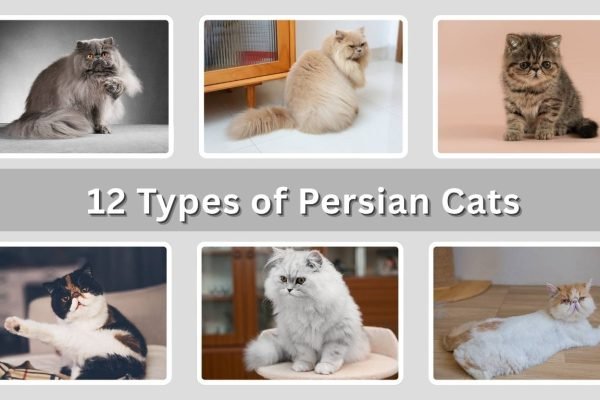 12 Types of Persian Cats: Physical Traits and Identification 