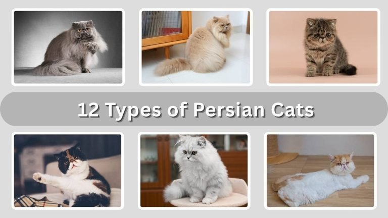 12 Types of Persian Cats: Physical Traits and Identification 