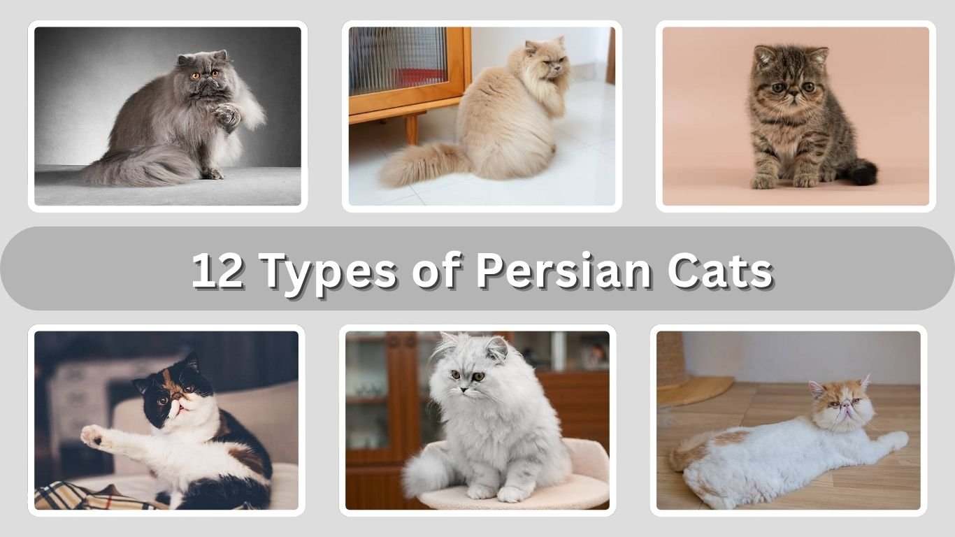 12 Types of Persian Cats: Physical Traits and Identification