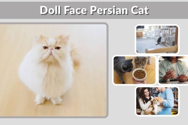 Doll Face Persian Cat: Traits, Health, Price & Kitten Care Guide